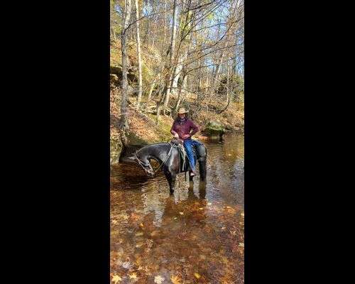 22.82 acre Equestrian Dream